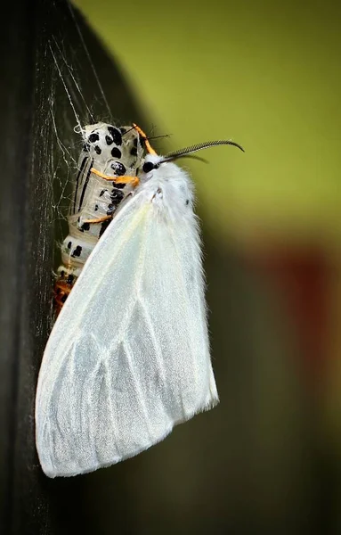 Plan Vertical Sélectif Papillon Nuit Satin Blanc Dans Jardin Capturé — Photo