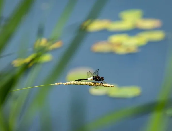 蜻蜓在甜草枝上的选择性聚焦镜头 — 图库照片
