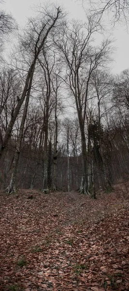 Pusty Las Cciulata Rumunii Koncepcja Horroru — Zdjęcie stockowe