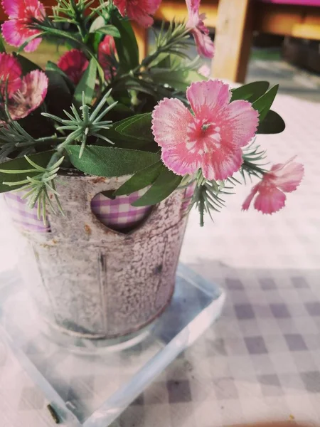 Eine Nahaufnahme Schöner Süßer Williamsblumen Einem Blumentopf Auf Einem Tisch — Stockfoto