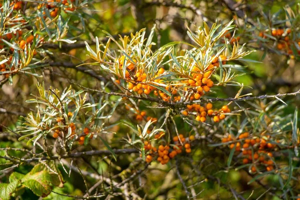 Primer Plano Las Espinas Buck Mar Naranja Árbol —  Fotos de Stock