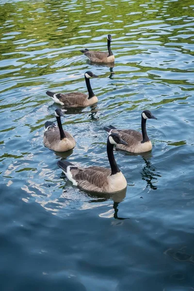 Eine Vertikale Aufnahme Kanadischer Gänse Aufgenommen Juni 2020 Cheat Lake — Stockfoto