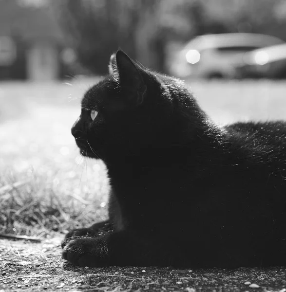 地面に座っている黒い猫の選択的な焦点ショット — ストック写真