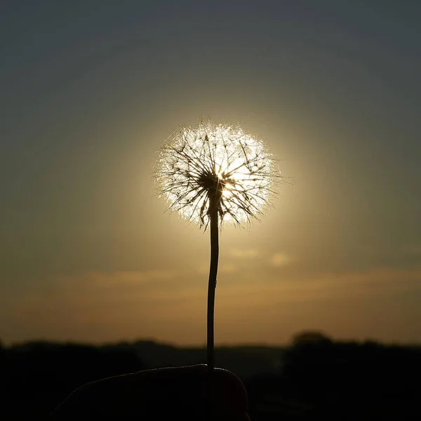Die Strahlende Sonne Die Hinter Einer Löwenzahnblume Scheint — Stockfoto