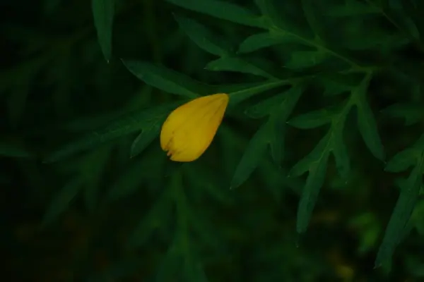 Крупный План Растения Зелеными Листьями Маленьким Желтым Цветком Начинающим Цвести — стоковое фото