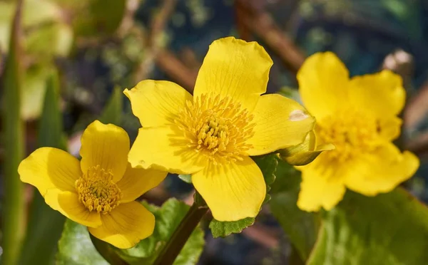 Mise Point Sélective Des Fleurs Souci Des Marais Jaunes — Photo