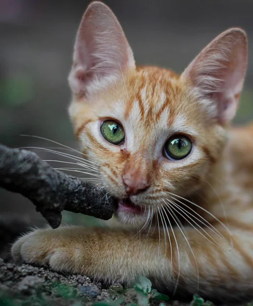一只长着绿眼睛的漂亮姜猫咬树枝的选择性聚焦镜头 — 图库照片