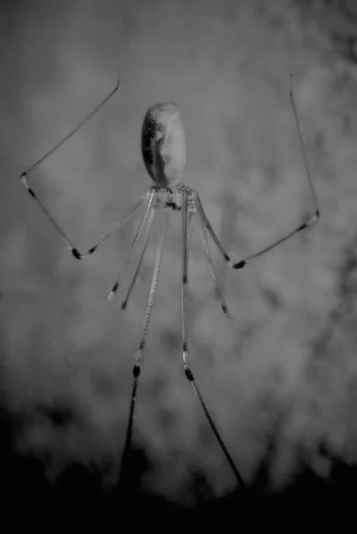 Gråskala Vertikal Skott Pappa Långa Ben Spindel Med Suddig Bakgrund — Stockfoto