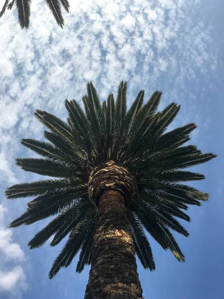 Mavi Gökyüzü Beyaz Bulutların Altındaki Bir Palmiye Ağacının Dikey Alçak — Stok fotoğraf