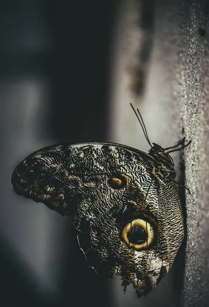 Una Macro Toma Vertical Una Hermosa Mariposa Caligo Memnon —  Fotos de Stock