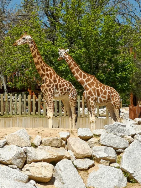 Eine Vertikale Aufnahme Von Zwei Giraffen Die Einem Sonnigen Tag — Stockfoto