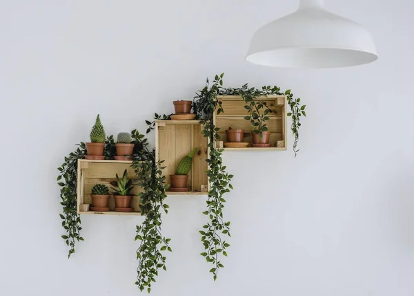 Eine Landschaftsaufnahme Von Dekorativen Zimmerpflanzen Regalen Einer Weißen Wand — Stockfoto