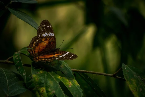 Tiro Macro Uma Bela Borboleta Branca Almirante Sentado Ramo Verde — Fotografia de Stock