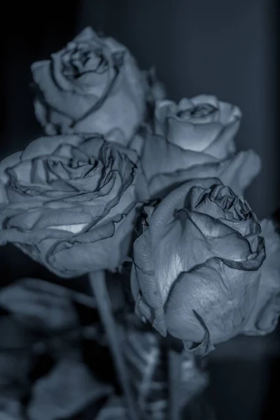 Pionowe Zbliżenie Skali Szarości Czterech Gnijących Róż — Zdjęcie stockowe