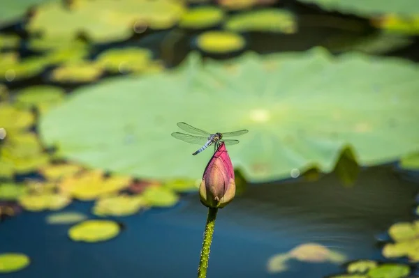 Селективный Снимок Стрекозы Сидящей Цветочном Бутоне — стоковое фото