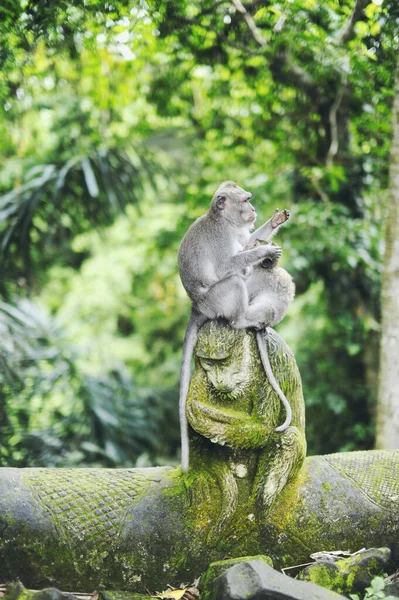 在一只被苔藓覆盖的雕塑猴上 一只母猴和小猕猴坐在上面的一张垂直的照片 — 图库照片
