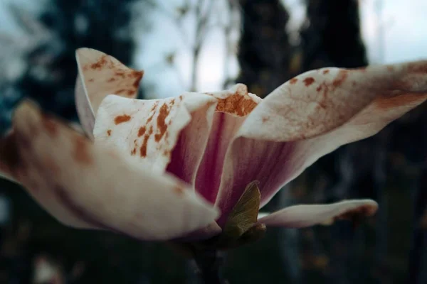Ένα Κοντινό Πλάνο Ενός Λουλουδιού Λευκά Καφέ Και Ροζ Πέταλα — Φωτογραφία Αρχείου