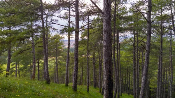 Горизонтальный Снимок Красивых Тонких Деревьев Лесу Дневном Свете — стоковое фото