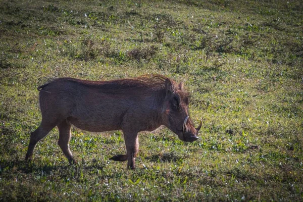 Paisaje Jabalí Común Comiendo Hierba Sudáfrica — Foto de Stock