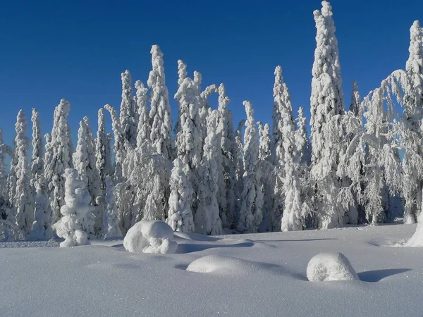 Trees Field Covered Snow Blue Sky Sunlight Lapland Finland — Stock Photo, Image