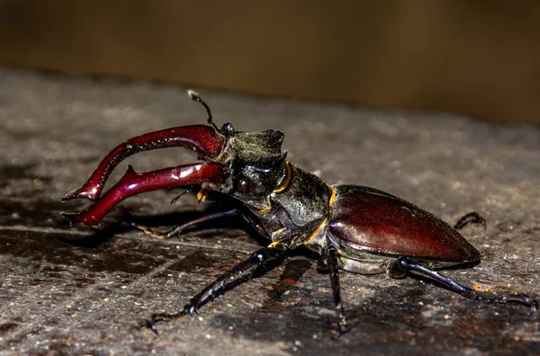 Eine Nahaufnahme Eines Lucanus Cervus Käfers Auf Dem Boden — Stockfoto