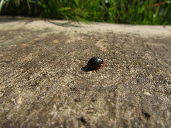马耳他捕获的金属绿色甲虫的选择性焦点镜头 — 图库照片