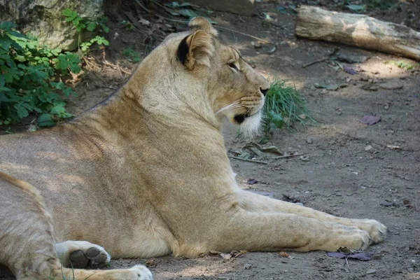 Gros Plan Beau Lion Couché Sur Sol — Photo