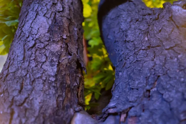 Tiro Seletivo Foco Pele Árvore Das Folhas Verdes Fundo — Fotografia de Stock