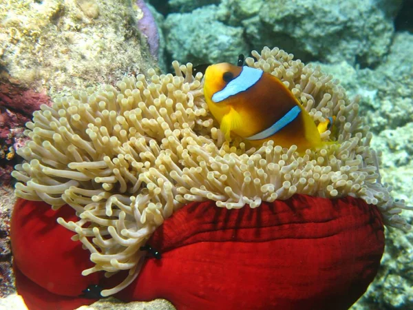 Primer Plano Pez Payaso Ocellaris Arrecife Coral Mar Rojo Egipto —  Fotos de Stock