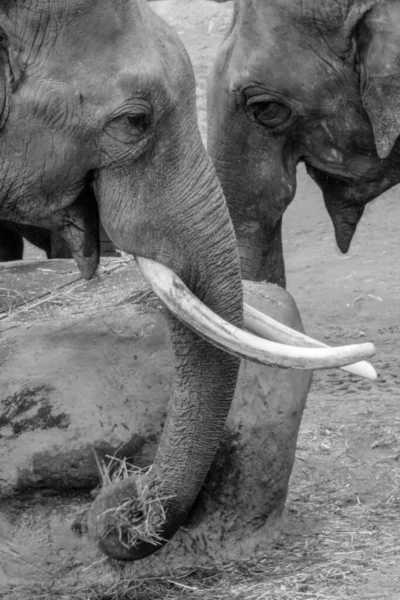 Eine Graustufenaufnahme Von Elefanten Die Trockene Gräser Auf Dem Boden — Stockfoto