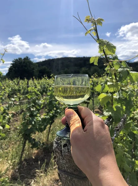 Tiro Vertical Uma Pessoa Segurando Copo Vinho Branco Nas Vinhas — Fotografia de Stock