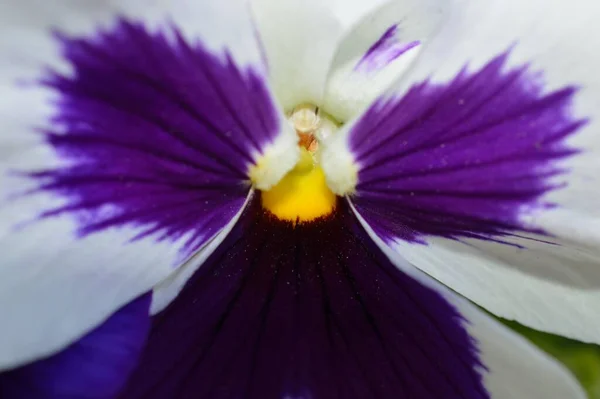 Tiro Macro Uma Flor Cachorro Roxo Branco Bonito Com Centro — Fotografia de Stock