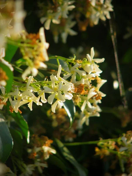 Vertical Closeup Shot Jasmine Flowers Green Leaves Bright Sunlight — Stock Photo, Image