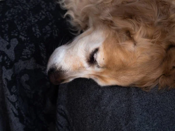 黒いソファの上に置かれたベージュの犬の選択的な焦点ショット 背景に最適です — ストック写真