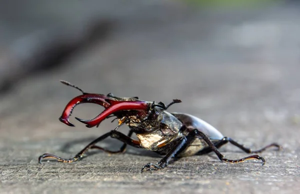 Een Zijprofiel Close Opname Van Een Lucanus Cervus Kever Vloer — Stockfoto