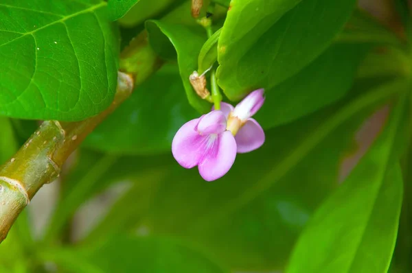 Zbliżenie Strzał Różowego Kwiatu Canavalia Cathartica Członek Legumes Rodziny Fabaceae — Zdjęcie stockowe