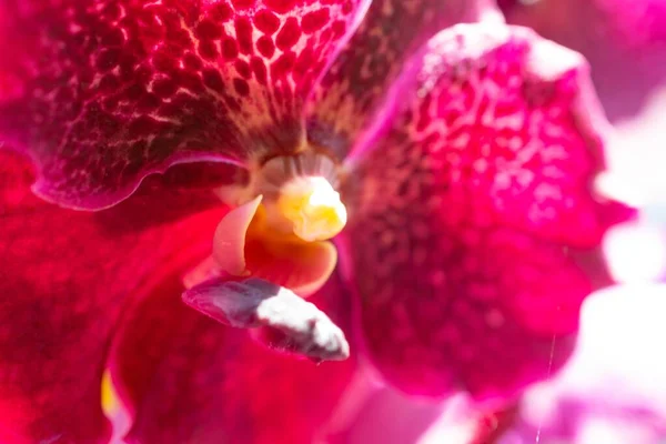 Tiro Macro Uma Flor Bonita Orchid Jardim — Fotografia de Stock