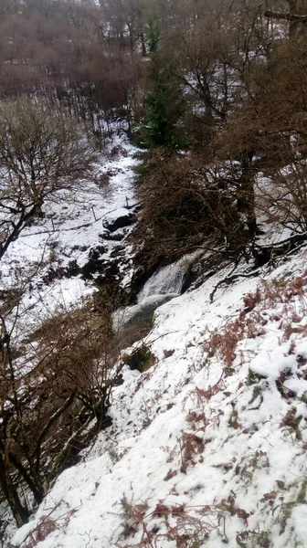 雪に覆われた森の中の木々の垂直ショット — ストック写真