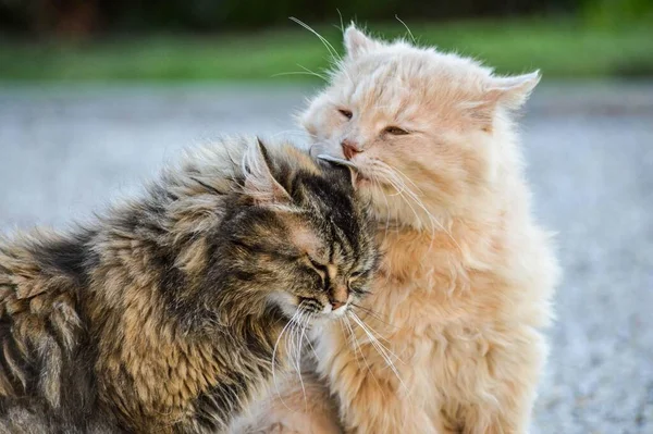 Tiro Foco Seletivo Dos Lindos Gatos Brancos Cinzentos Bonitos Divertindo — Fotografia de Stock