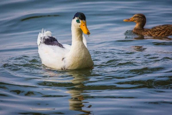 Closeup Shot White Duck Yellow Beak Swimming Lake Brown One — Stock Photo, Image