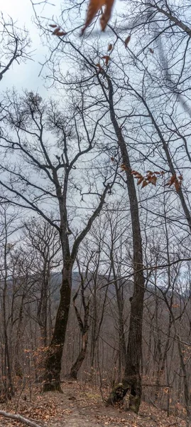 Een Landschap Van Het Bos Van Cciulata Roemenië Herfst Met — Stockfoto