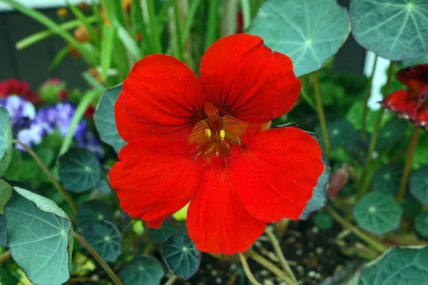 Enfoque Selectivo Una Hermosa Flor Roja Perfecto Para Fondo — Foto de Stock