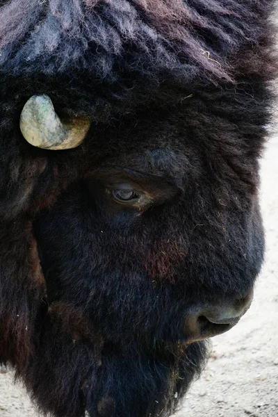 Nahaufnahme Eines Boden Liegenden Kopfes Eines Nordamerikanischen Bisons — Stockfoto