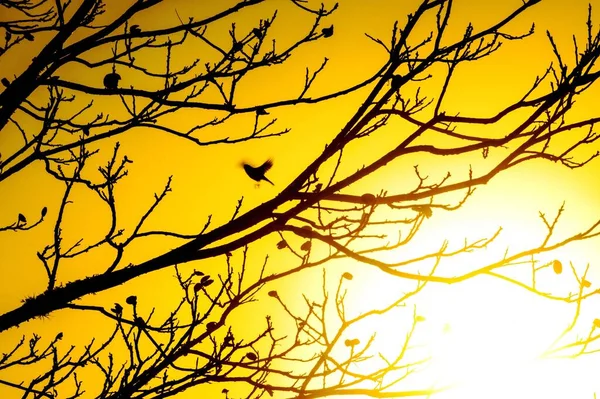 Silhouettes Tree Branches Bright Sun Shining Yellow Background — Stock Photo, Image