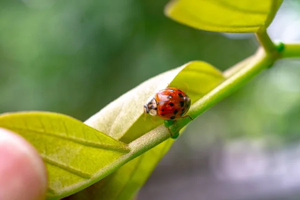 Gros Plan Une Coccinelle Assise Sur Une Feuille Fleur — Photo