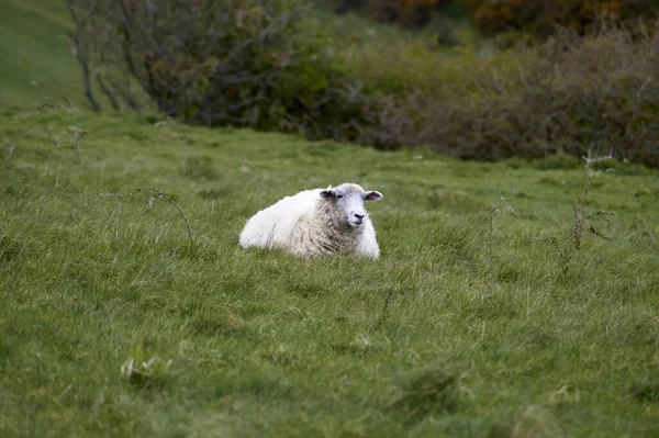 Mise Point Sélective Mouton Blanc Assis Sur Champ Vert — Photo