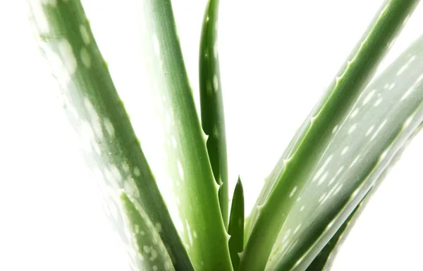 Primer Plano Una Planta Aloe Vera Aislada Sobre Fondo Blanco —  Fotos de Stock