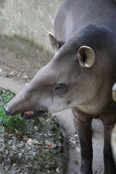 Een Close Portret Van Een Mooie Jonge Tapir — Stockfoto