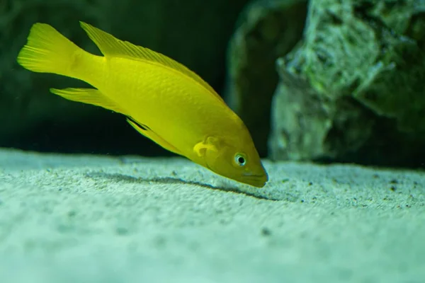 水族館で小さなサンゴ礁の魚のクローズアップショット — ストック写真
