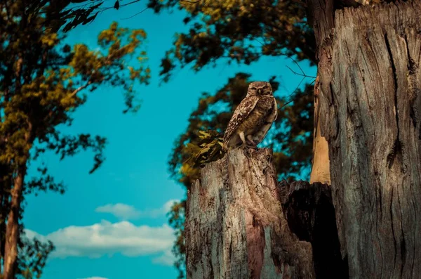 Eine Selektive Fokusaufnahme Einer Braunen Eule Auf Einem Baumstamm Park — Stockfoto